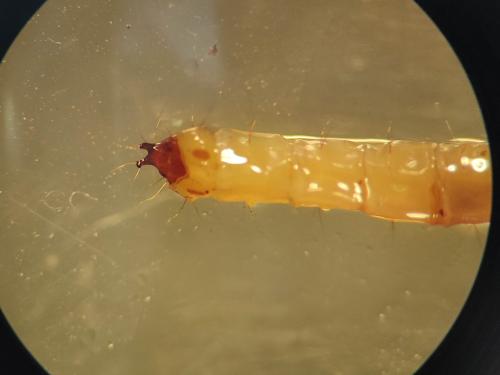 Xylophagus cinctus